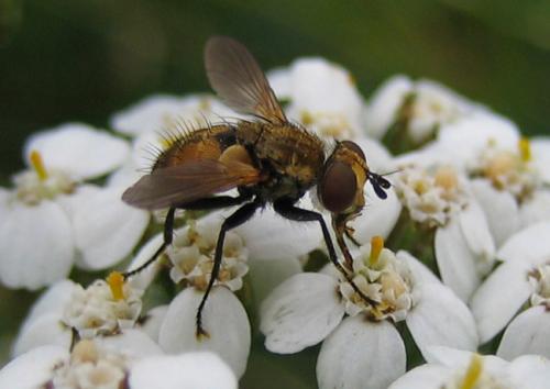 Eliozeta pellucens
