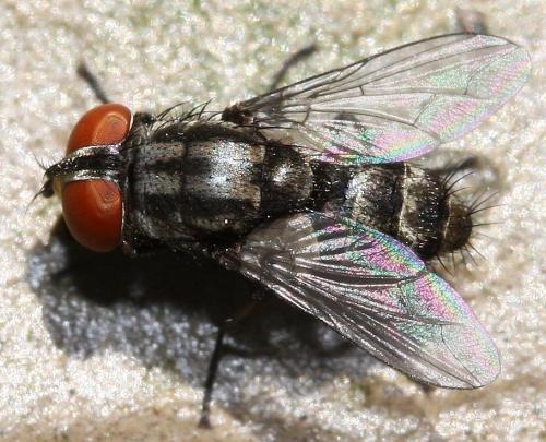 Réf. 34 192 : Amobia sp.