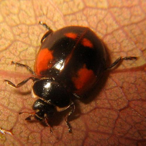 Réf. 34 622 : Adalia bipunctata bipunctata
