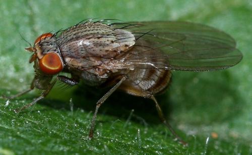Minettia sp.