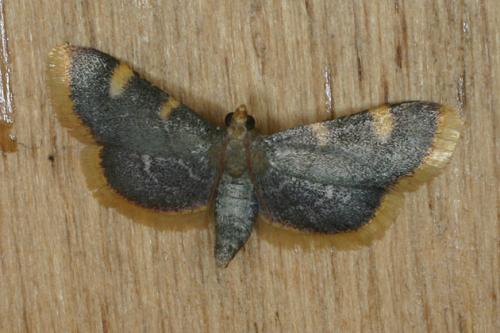 Hypsopygia costalis