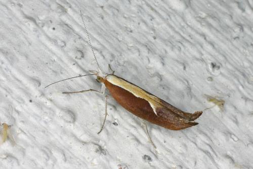 Ypsolopha dentella