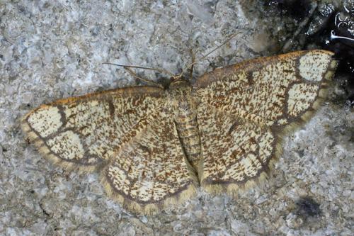 Stegania cararia