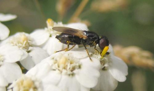 Réf. 34 374 : Ulidia erythrophthalma