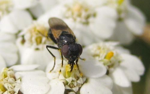 Réf. 34 375 : Ulidia erythrophthalma