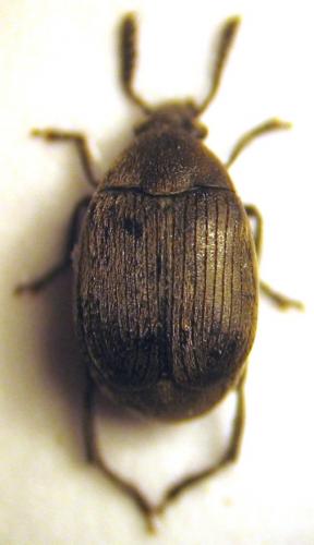 Bruchidius sp.