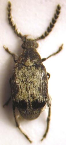 Bruchidius marginalis
