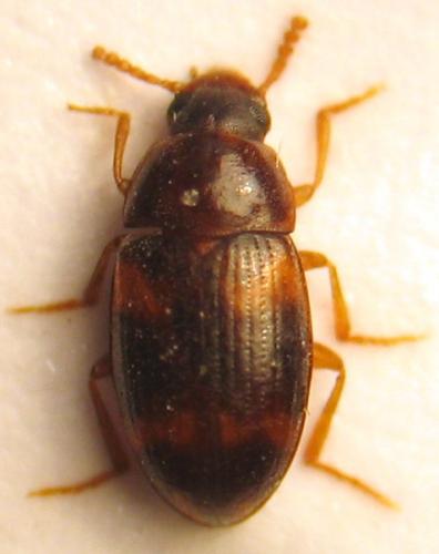 Réf. 34 389 : Alphitophagus sp.