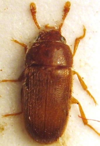 Typhaea stercorea