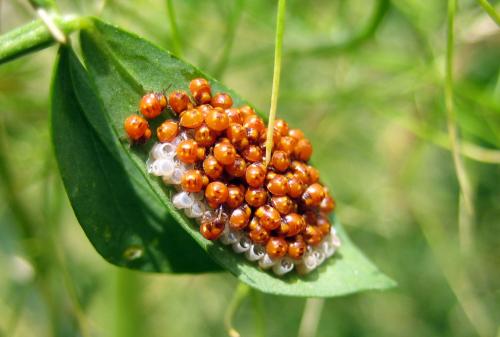 Nezara viridula
