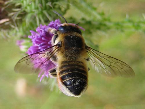 Megachile sp.