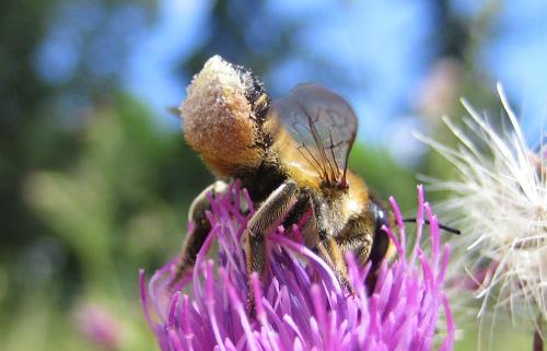 Megachile sp.