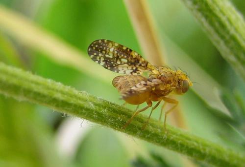 Réf. 34 669 : Oxyna flavipennis