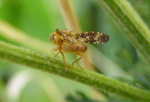 Réf. 34 670 : Oxyna flavipennis