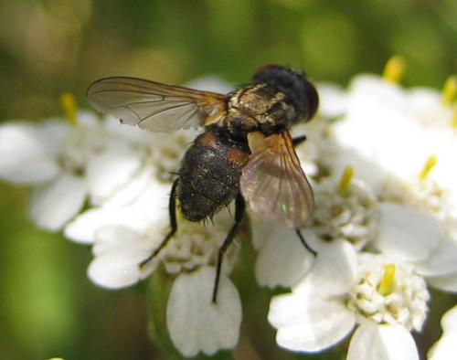 Eliozeta pellucens