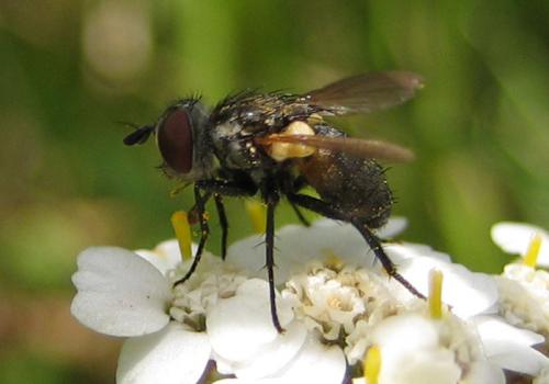 Eliozeta pellucens