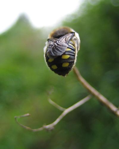 Anthidium septemspinosum