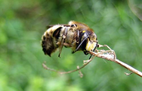 Anthidium septemspinosum