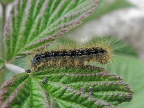 Malacosoma alpicola