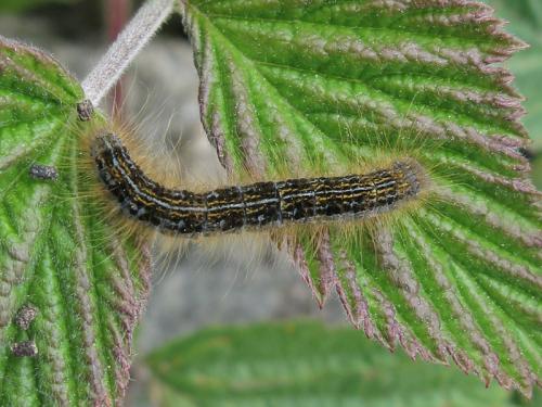 Malacosoma alpicola