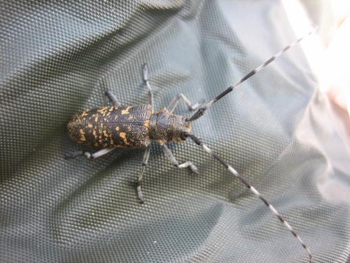 Réf. 34 280 : Monochamus sutor