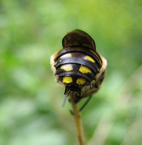 Anthidium septemspinosum