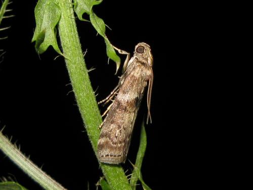 Réf. 34 794 : Phycita roborella