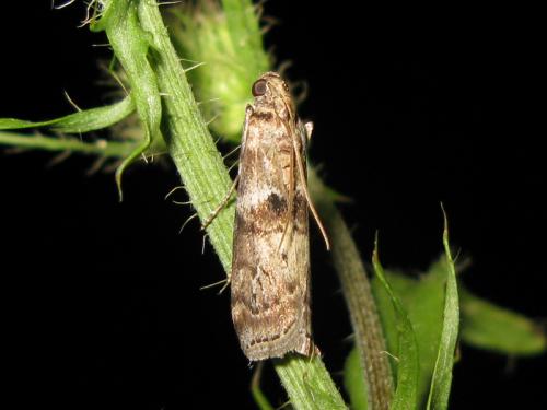 Réf. 34 795 : Phycita roborella