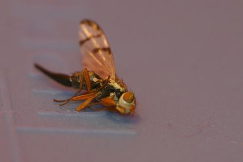 Réf. 34 285 : Urophora stylata