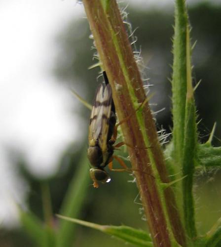 Réf. 34 776 : Urophora stylata