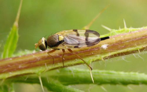 Réf. 34 797 : Urophora stylata