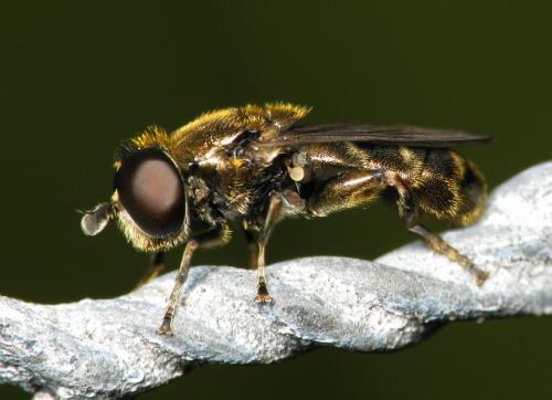 Réf. 34 503 : Eumerus sp.