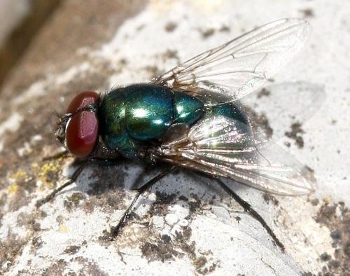 Pyrellia sp.