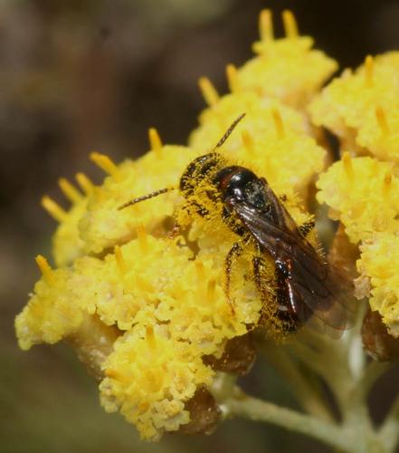 Meria tripunctata