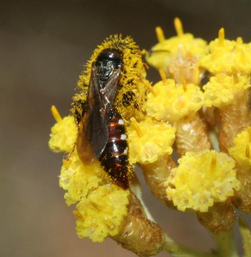 Meria tripunctata