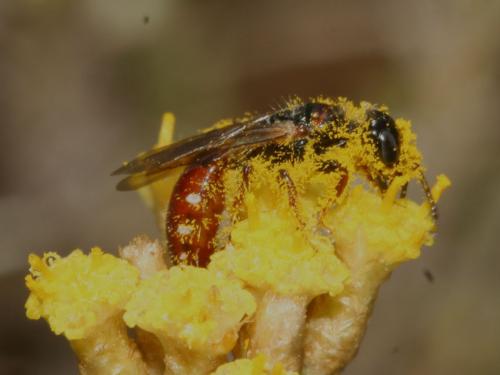Meria tripunctata