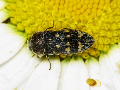Réf. 34 413 : Acmaeoderella flavofasciata