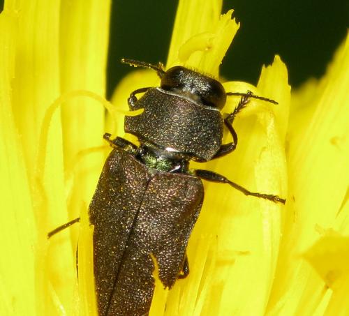 Réf. 34 440 : Anthaxia sp.