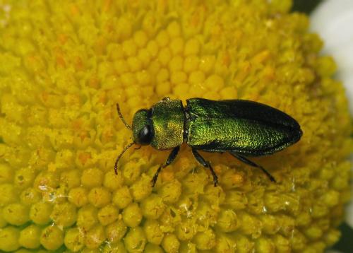 Réf. 34 428 : Anthaxia nitidula