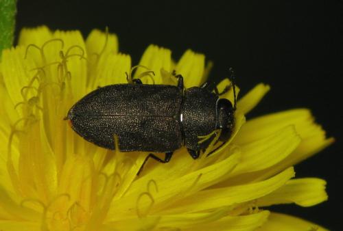Anthaxia helvetica