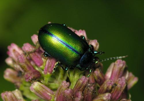 Réf. 34 803 : Oreina cacaliae