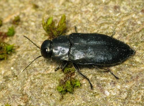 Phaenops cyanea