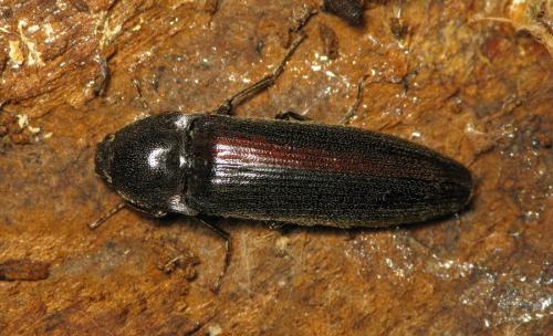 Melanotus castanipes
