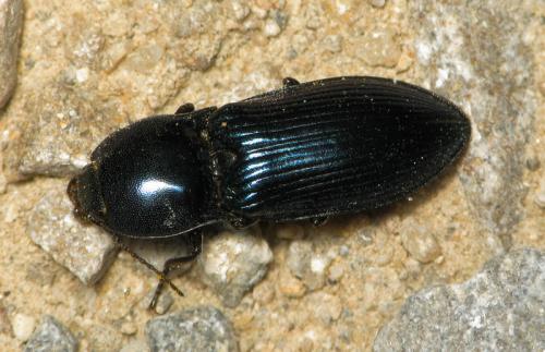 Selatosomus aeneus