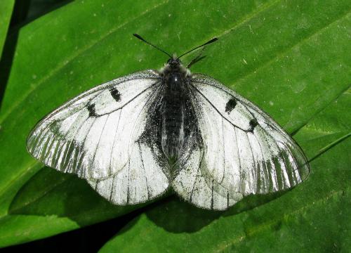 Parnassius mnemosyne
