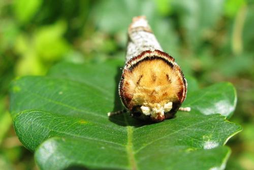 Phalera bucephala