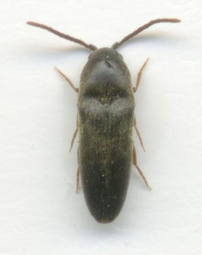 Réf. 34 493 : Hylis olexai