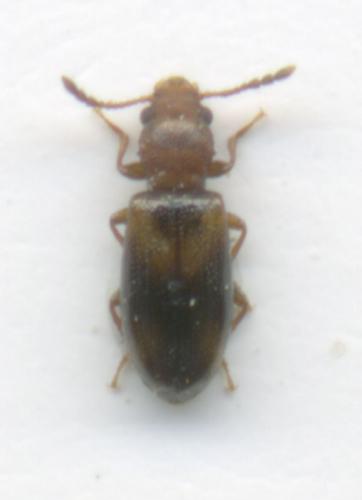 Lissodema denticolle