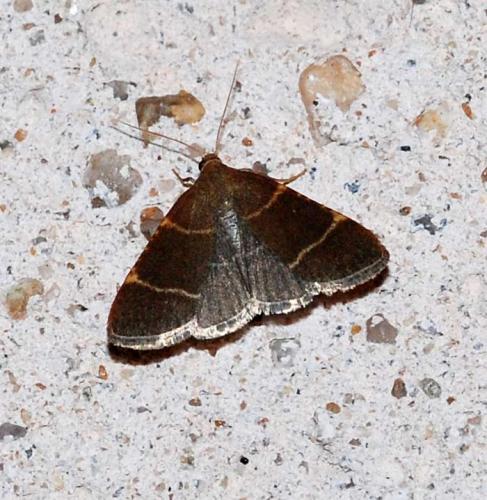 Hypsopygia glaucinalis