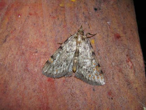 Réf. 34 965 : Aglossa pinguinalis